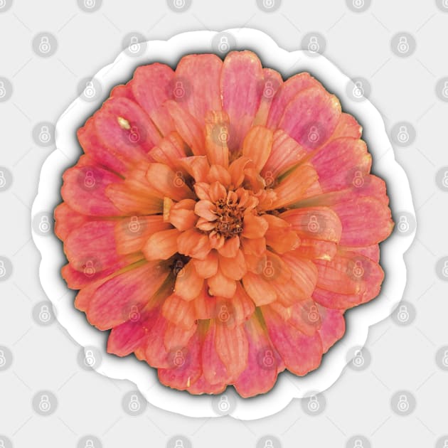 Pink and Peach Flower on the Edge of Decay - Photograph Art -  Digital Image Cut-out into a fun graphic perfect for stickers, notebooks, greeting cards, pillows and more Sticker by cherdoodles